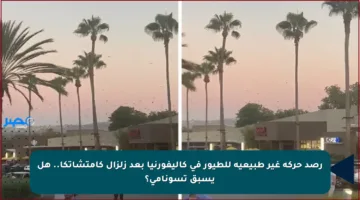 رصد حركة غير طبيعية للطيور في كاليفورنيا بعد زلزال كامتشاتكا.. هل يسبق تسونامي؟